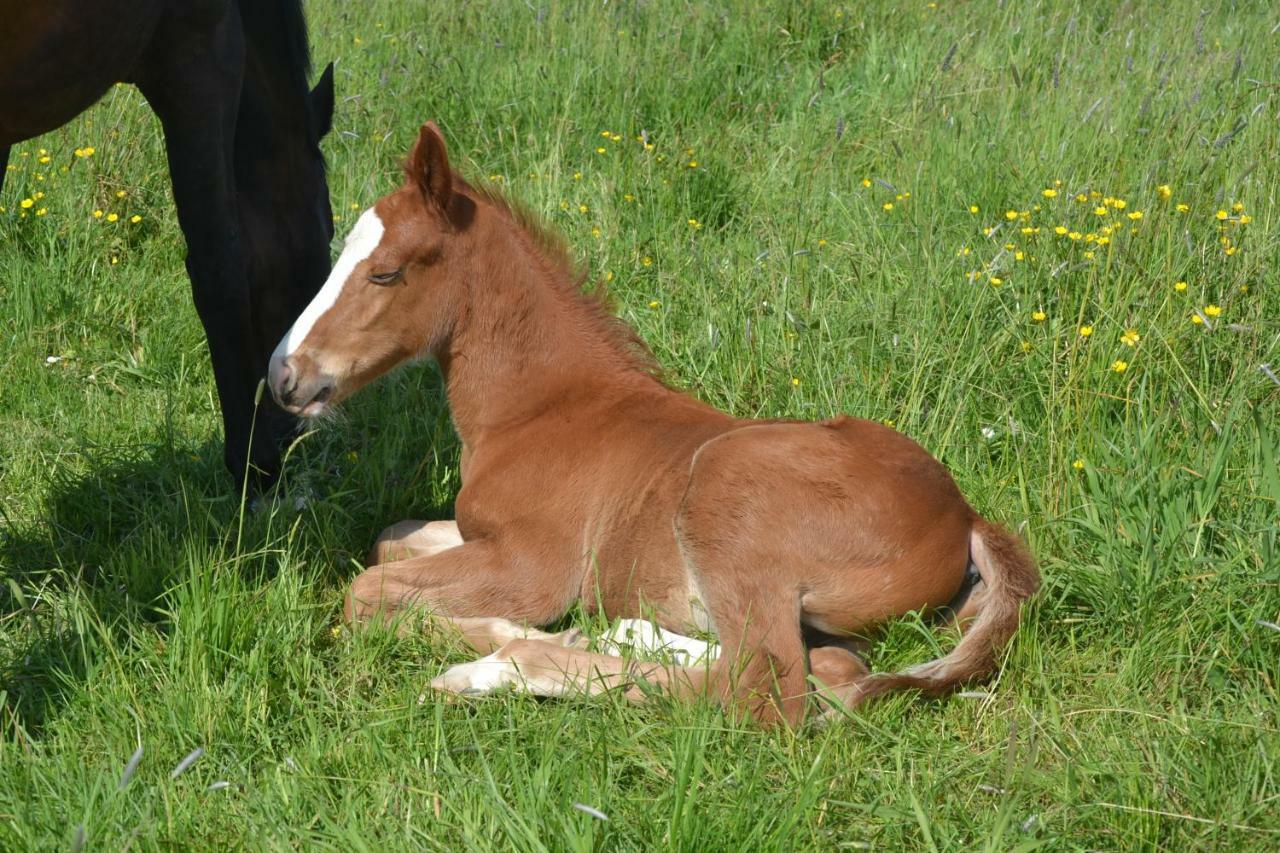 Gite Au Haras Les Aubiers ภายนอก รูปภาพ