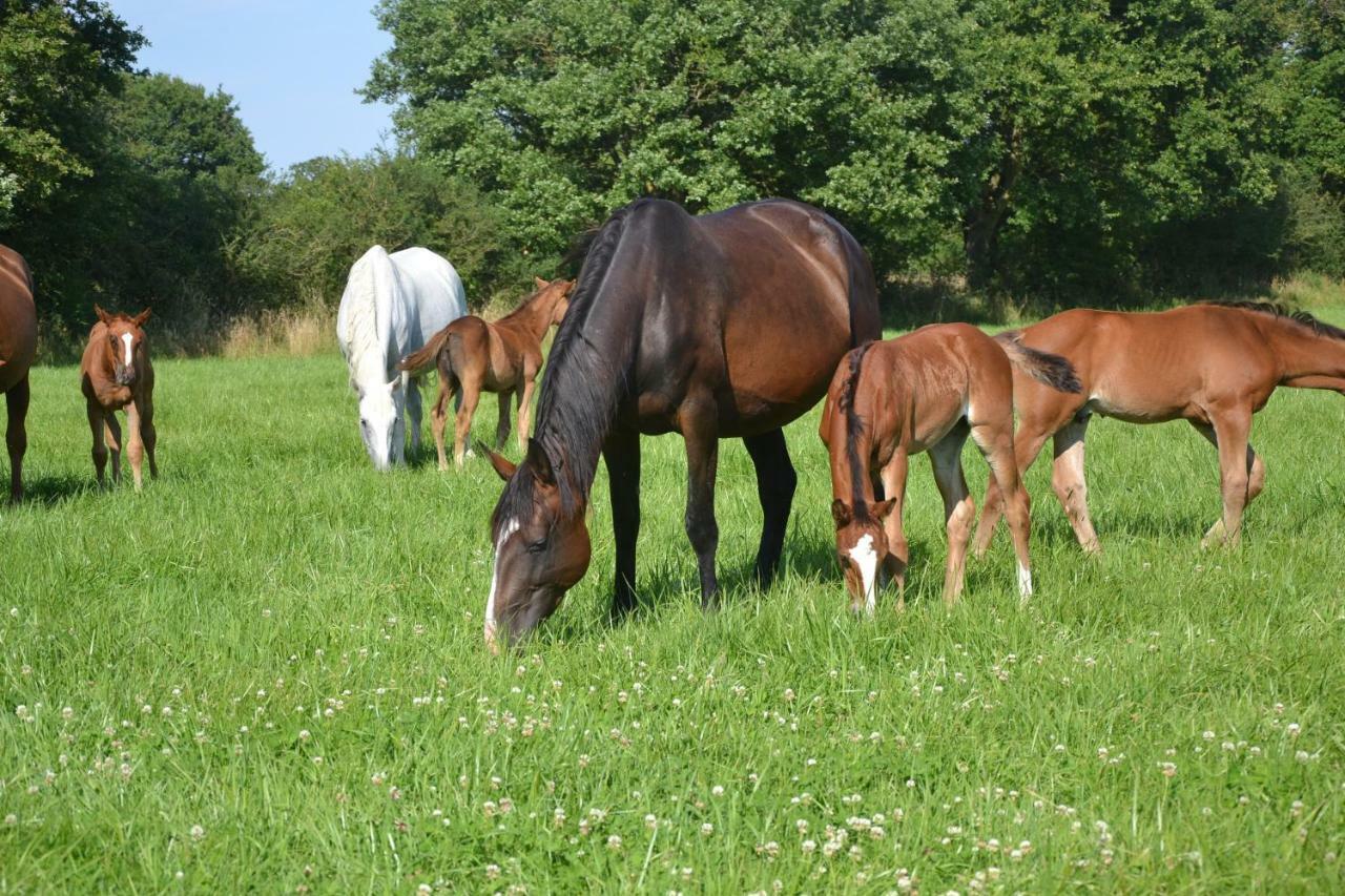 Gite Au Haras Les Aubiers ภายนอก รูปภาพ