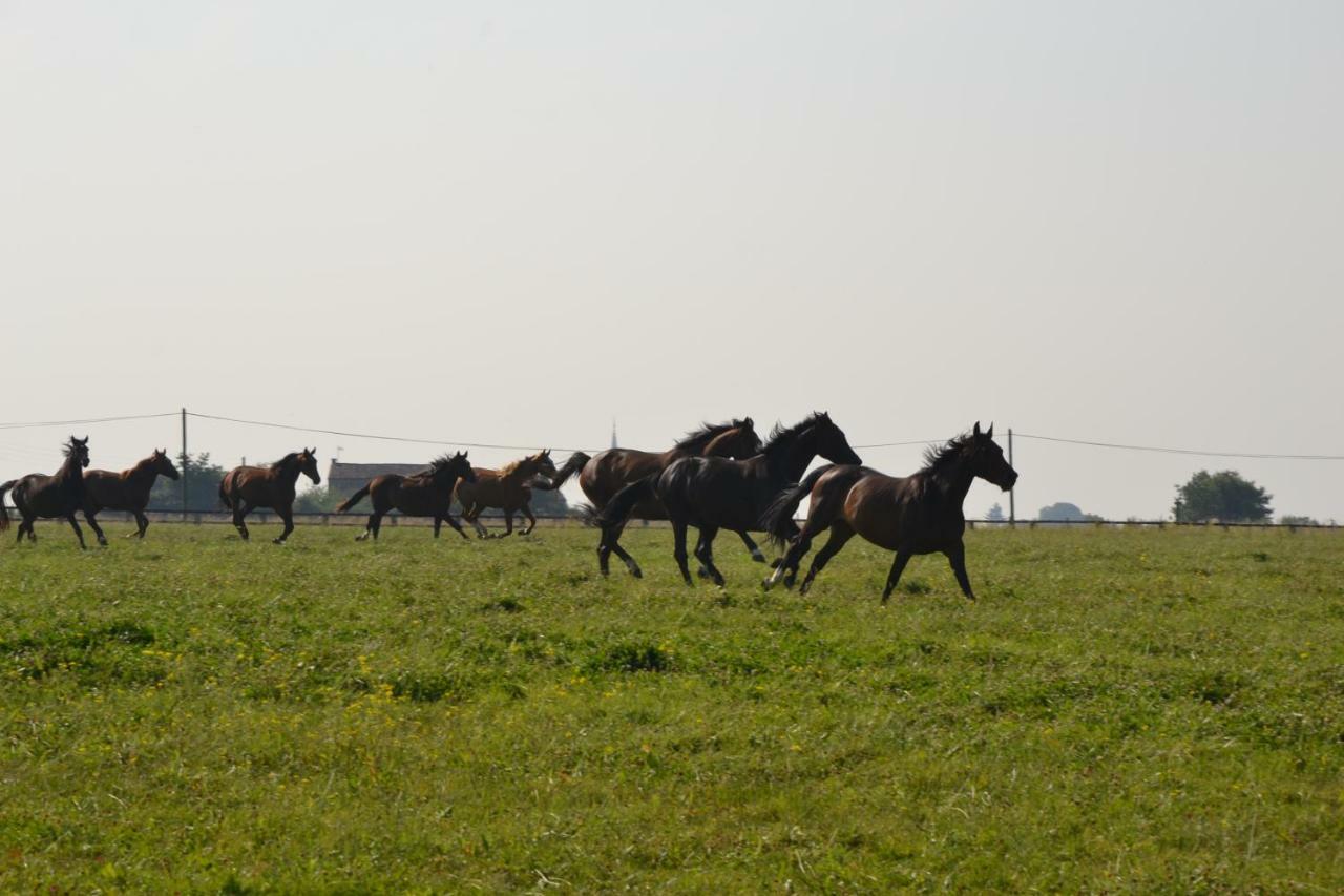 Gite Au Haras Les Aubiers ภายนอก รูปภาพ